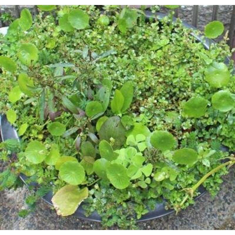 冬バーゲン 水草 ロタラミックス４種 無農薬 無害虫 計２０本 Shipsctc Org