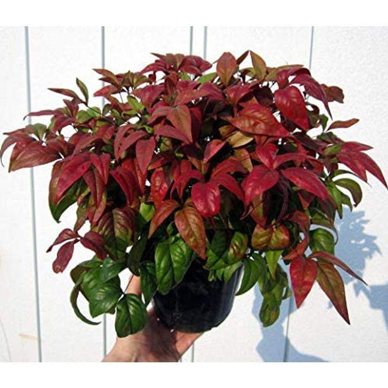 オタフクナンテン お多福南天 ５本セット 植え付け方付 超新作