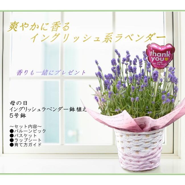 母の日 ギフト イングリッシュラベンダー 鉢植え 01mca9 Hana Uta 米沢園芸 Yahoo 店 通販 Yahoo ショッピング