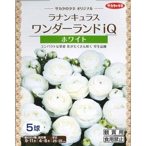 サカタのタネ（サカタノタネ） 【秋植え球根】ラナンキュラス