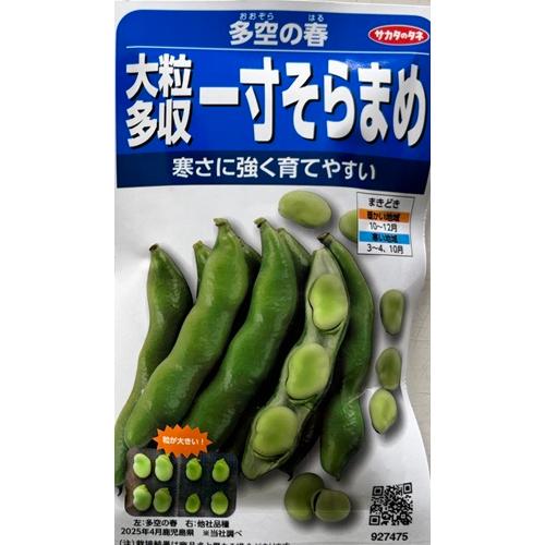 大粒多収1寸そらまめ】多空の春（おおぞらのはる）【サカタのタネ