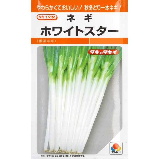 サカタのタネ（サカタノタネ） 【根深ネギ】ホワイトスター 【タキイ