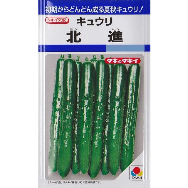 サカタのタネ（サカタノタネ） 【キュウリ】北進 【タキイ種苗】（22粒