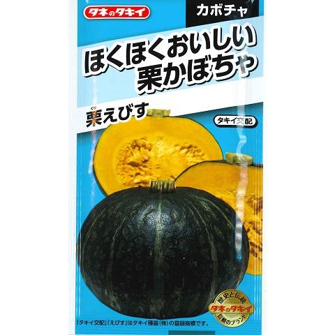 サカタのタネ（サカタノタネ） 【カボチャ】栗えびす【タキイ種苗