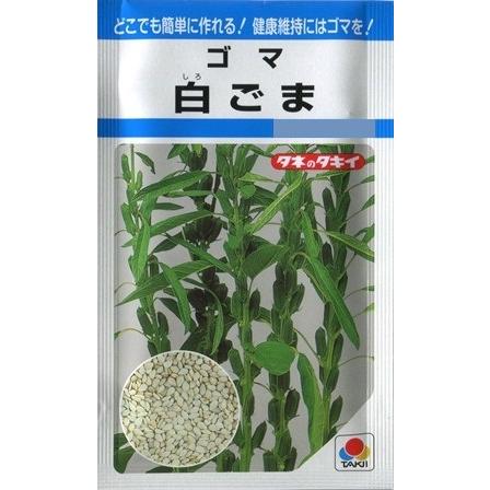 サカタのタネ（サカタノタネ） 【ごま】白ごま【タキイ種苗】（12ml