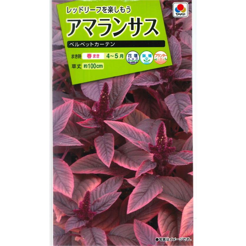 サカタのタネ（サカタノタネ） 【アマランサス】ベルベットカーテン