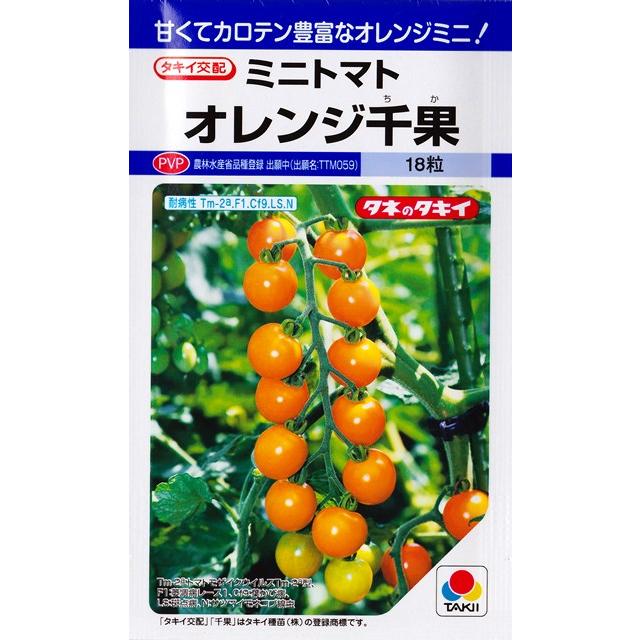 ミニトマト オレンジ千果 タキイ交配 18粒 野菜種 タキイ種苗 春まき Df orangechika Hana Uta 米沢園芸 Yahoo 店 通販 Yahoo ショッピング