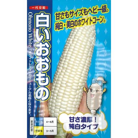 スイートコーン】白いおおもの【ナント種苗】（50粒）一代交配/野菜種