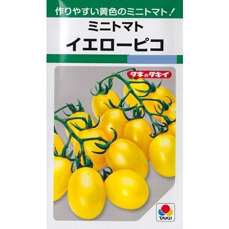サカタのタネ（サカタノタネ） 【ミニトマト】イエローピコ【タキイ