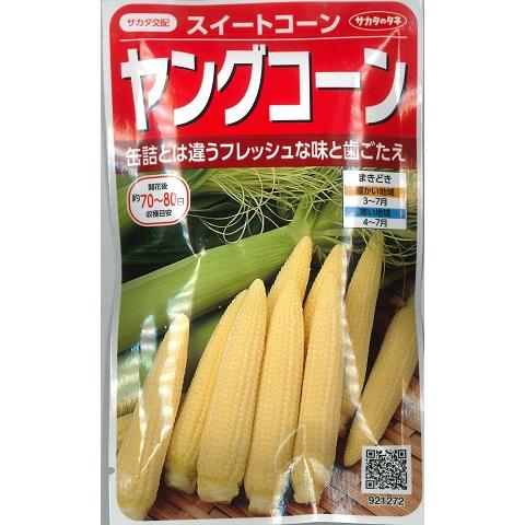 サカタのタネ（サカタノタネ） 【スイートコーン】ヤングコーン