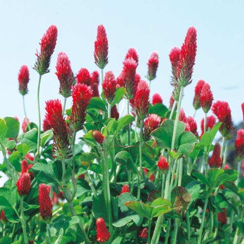 緑肥 景観に クリムソンクローバー タキイ種苗 60ml クリムゾンクローバー 秋まき 春まき 新品未使用正規品