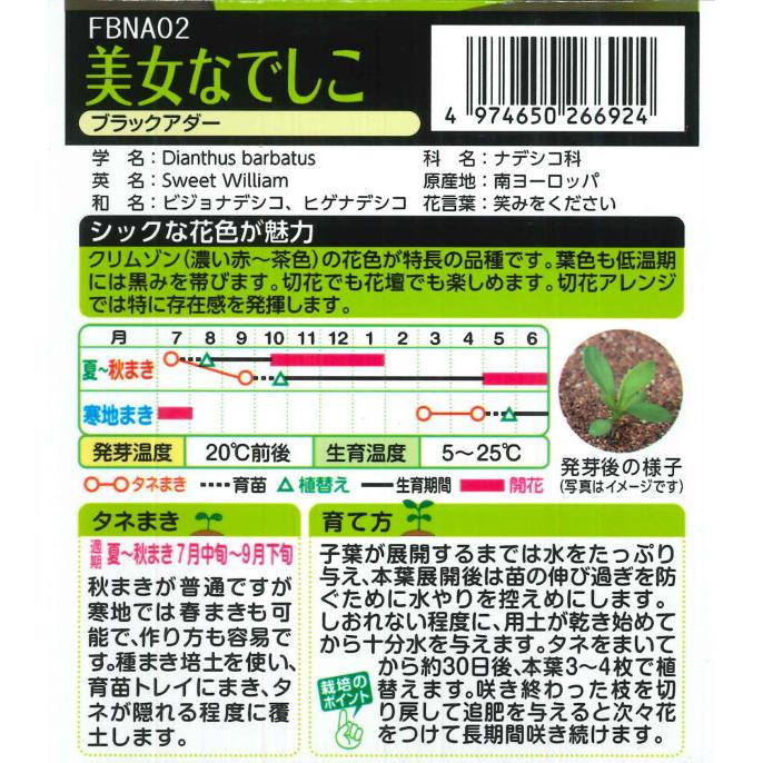 美女なでしこ ブラックアダー タキイ種苗 0 05ml 夏まき 超激安 秋まき ナデシコ