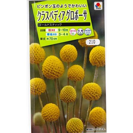Off 0 1ml クラスペディア 耐寒性一年草 タキイ種苗 秋まき グロボーサ ゴールドスティック 花