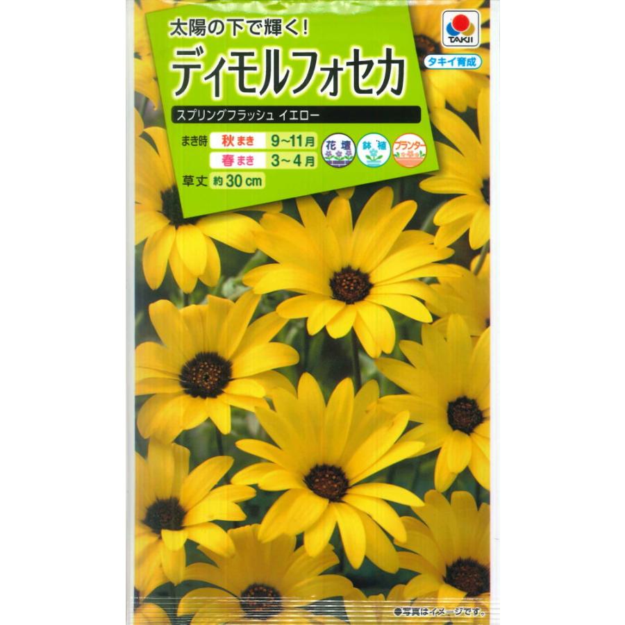 61 Off ディモルフォセカ スプリングフラッシュイエロー タキイ種苗 2ml 半耐寒性一年草 秋まき 春まき