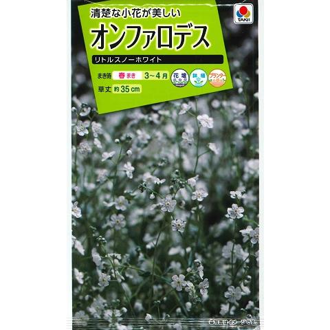 サカタのタネ（サカタノタネ） 【オンファロデス】リトルスノー