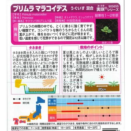 【プリムラマラコイデス】うぐいす混合【サカタのタネ】0.05ml【耐寒性1〜2年草】905655｜yonezawaengei｜02