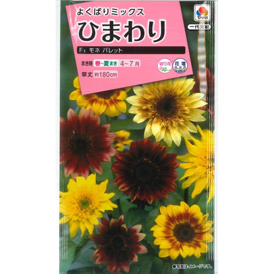 ヒマワリの種】F1モネ パレット【タキイ種苗】（2ml） : Hana Uta 米沢