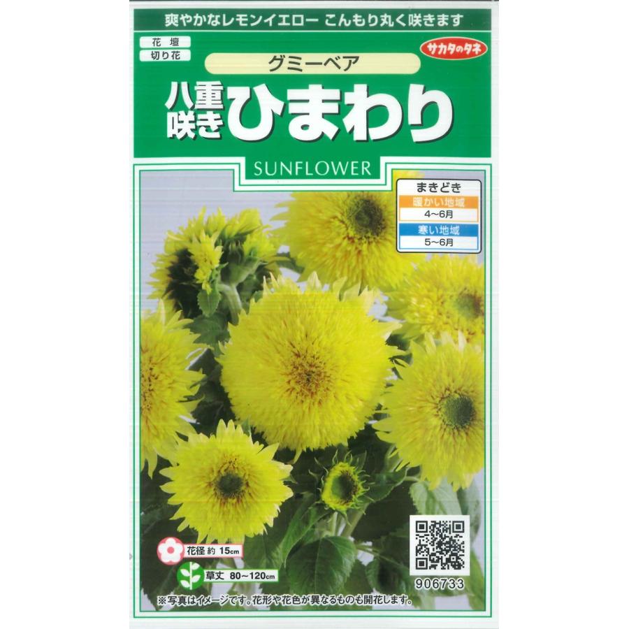 八重咲ヒマワリ】グミーベア【サカタのタネ】ひまわり種子 20粒 : Hana