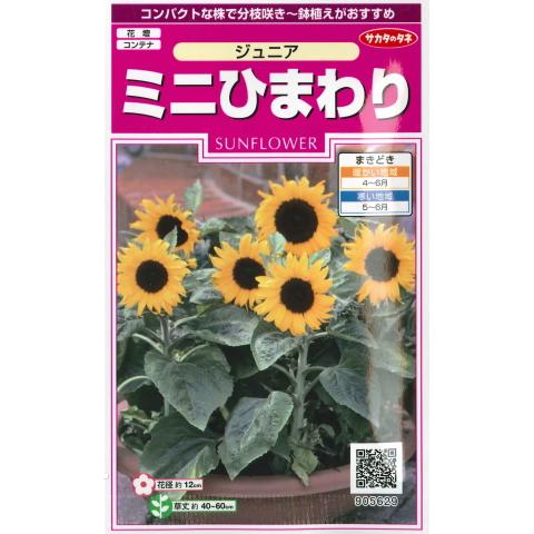 ミニひまわりの種 ジュニア サカタのタネ 15粒 ヒマワリ junior Hana Uta 米沢園芸 Yahoo 店 通販 Yahoo ショッピング
