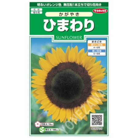 サカタのタネ（サカタノタネ） 【ヒマワリの種】かがやき【サカタの