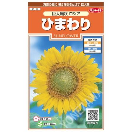 アネモネとひまわり サカタのタネ（サカタノタネ） 【ヒマワリの種】巨大輪咲 ロシア