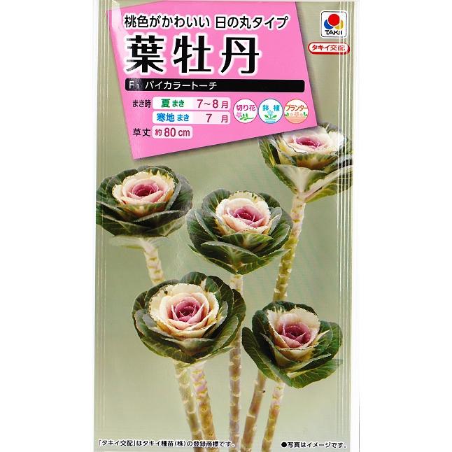 葉牡丹の種 F１バイカラートーチ タキイ交配 0 5ml ハボタン タキイ種苗 夏まき bicolotoach Hana Uta 米沢園芸 Yahoo 店 通販 Yahoo ショッピング