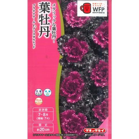 サカタのタネ（サカタノタネ） 【葉牡丹の種】プラチナケール F1