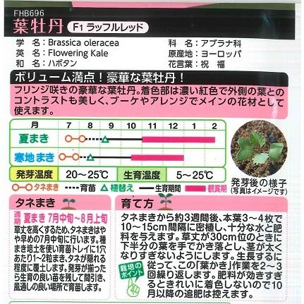 トラスト 30粒 ハボタン タキイ種苗 夏まき Krntner Pflege Service 04b At