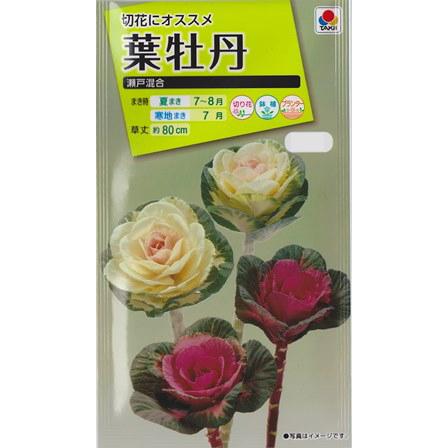 葉牡丹の種 瀬戸混合 タキイ交配 0 5ml ハボタン 夏まき setokongo Hana Uta 米沢園芸 Yahoo 店 通販 Yahoo ショッピング
