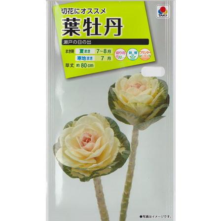 葉牡丹の種 瀬戸の日の出 タキイ交配 0 5ml ハボタン 夏まき setonohinode Hana Uta 米沢園芸 Yahoo 店 通販 Yahoo ショッピング