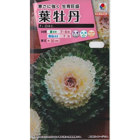 葉牡丹の種 F１ 白はと タキイ交配 0 5ml ハボタン 夏まき sirohato Hana Uta 米沢園芸 Yahoo 店 通販 Yahoo ショッピング