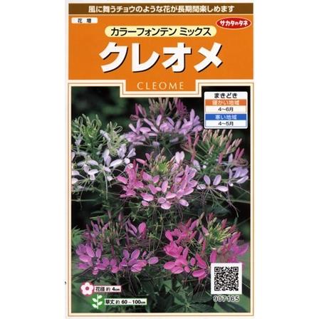 クレオメ カラーフォンテンミックス 印象のデザイン サカタのタネ 1ml 春まき一年草