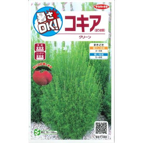 ほうき草 コキア サカタのタネ 0 2ml 春まき一年草 kokia Hana Uta 米沢園芸 Yahoo 店 通販 Yahoo ショッピング