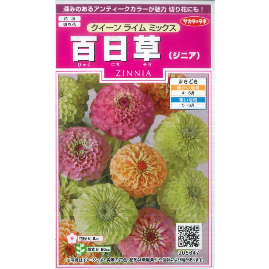 ジニア（百日草）】クイーンライムミックス【サカタのタネ】(15粒)【春