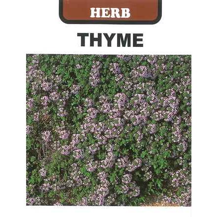 ハーブの種 今ダケ送料無料 クリーピングタイム 藤田種子 0 3ml 春まき 多年草 秋まき