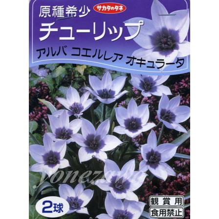 サカタの秋植え球根】原種系チューリップ球根アルバコエルレア