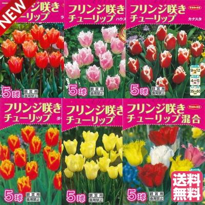 送料無料 フリンジ咲きチューリップ球根の球根セット サカタのタネの球根 肥料つき お誕生日 敬老の日その他ギフト ご自宅にも 04fringet Hana Uta 米沢園芸 Yahoo 店 通販 Yahoo ショッピング