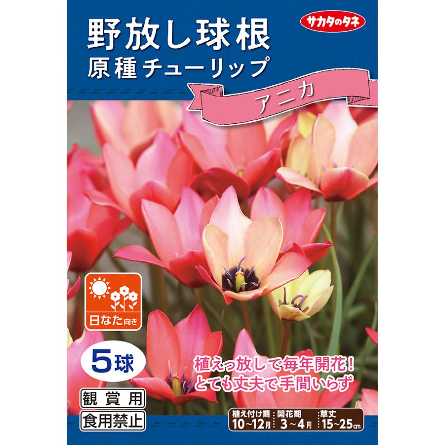 野放し球根 原種チューリップ アニカ 秋植え球根 5球詰 サカタのタネ 日なた向き Rcp 04k Anika Hana Uta 米沢園芸 Yahoo 店 通販 Yahoo ショッピング