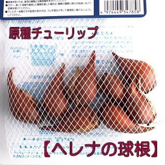 野放し球根 原種チューリップ球根 ヘレナ 秋植え球根 8球詰 サカタのタネ 日なた向き 04k Helena Hana Uta 米沢園芸 Yahoo 店 通販 Yahoo ショッピング