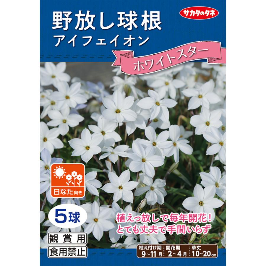 野放し球根 アイフェイオン ホワイトスター 秋植え球根 5球詰 サカタのタネ 日なた向き 04k Ipheionwhite Hana Uta 米沢園芸 Yahoo 店 通販 Yahoo ショッピング