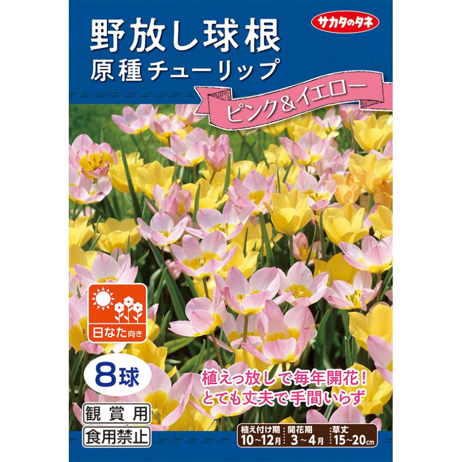 野放し球根 原種チューリップ球根 ピンクアンドイエロー 秋植え球根 8球詰 サカタのタネ 日なた向き 04k Pinkandyellow Hana Uta 米沢園芸 Yahoo 店 通販 Yahoo ショッピング