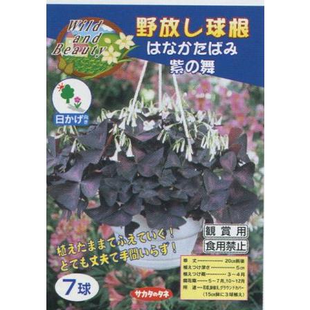 野放し球根 はなかたばみ 紫の舞 サカタの球根 日かげ向き 5球 04nbs Hanakatabami Hana Uta 米沢園芸 Yahoo 店 通販 Yahoo ショッピング