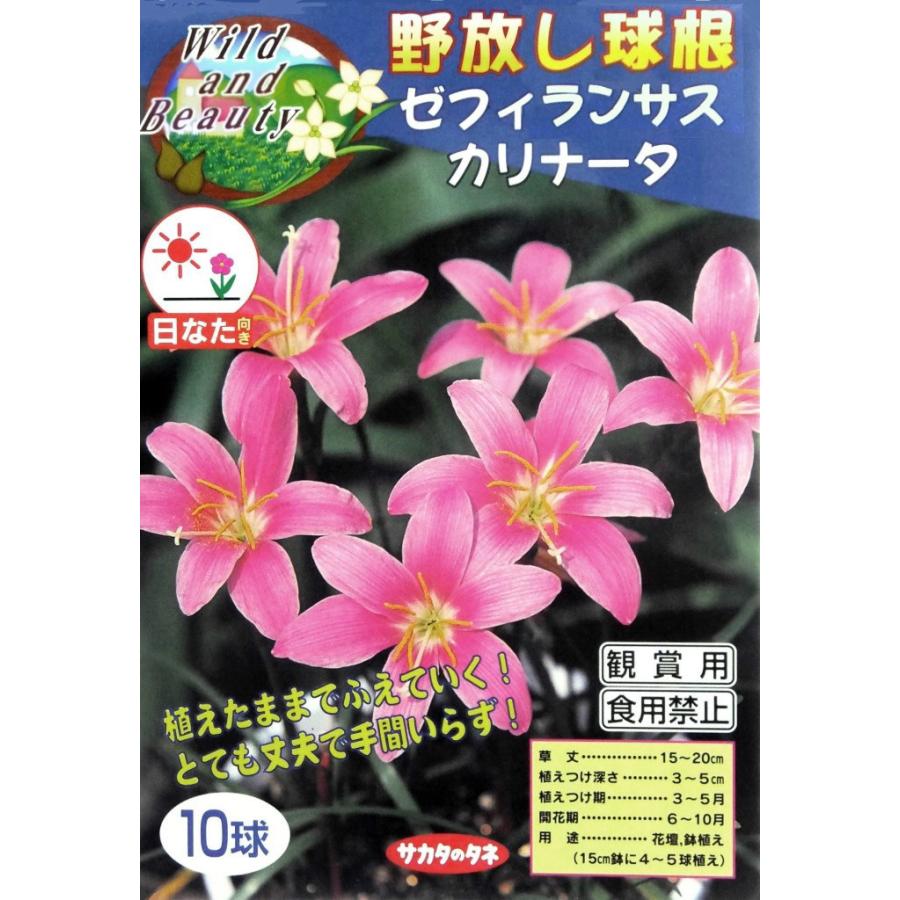 野放し球根】ゼフィランサス カリナータ【サカタの球根】（日なた向き