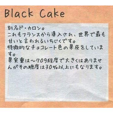 果樹苗】いちじく【ブラックケーキ】【苗木】（別名：ヌアール・ド