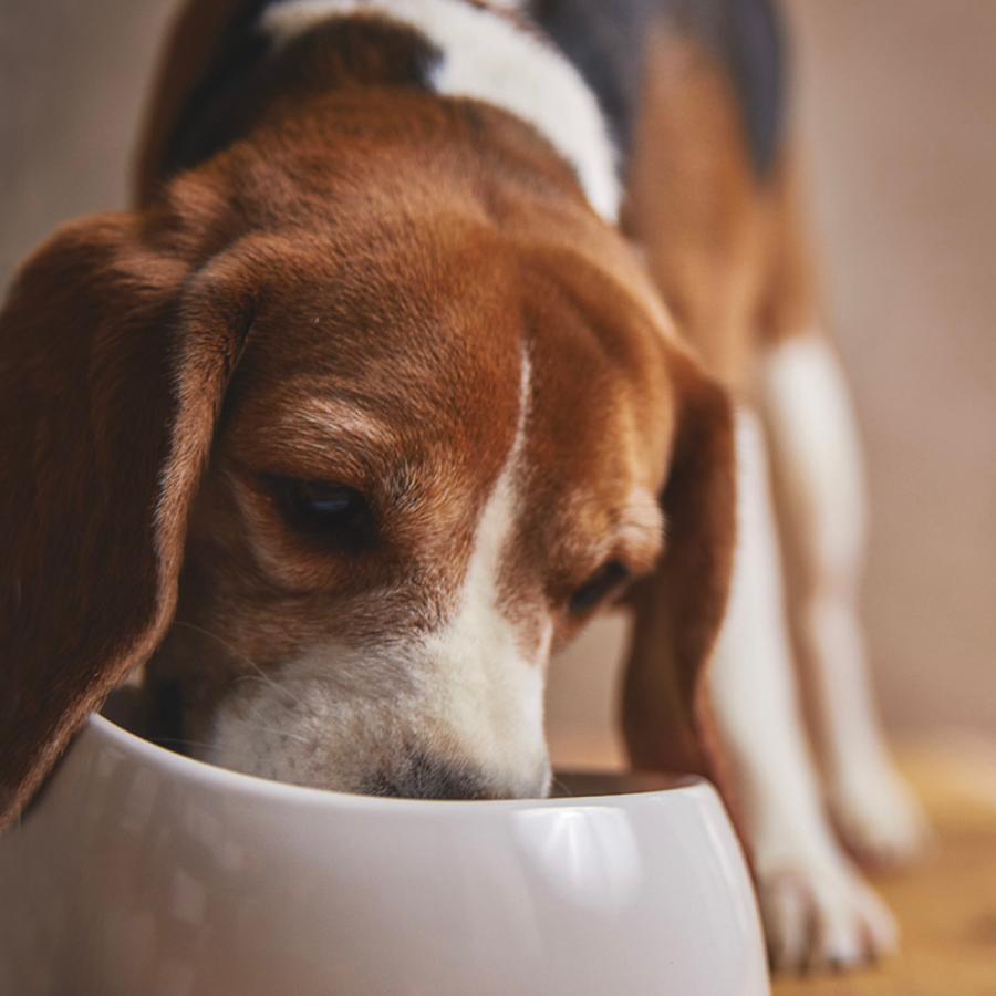 ギフトナー 国産 鶏むね フレーク 20g 犬 猫 ふりかけ 無添加 鶏 ポイント利用 |  | 03