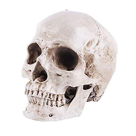 売り切れ必至！ Life Size Replica Realistic Human Skull Head Bone Model, Anatomy White Resi その他模型