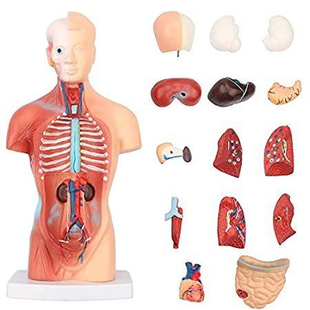 世界の 15 Doll Anatomy Torso Model Body Human Removable Br Visceral Skeleton Parts その他模型