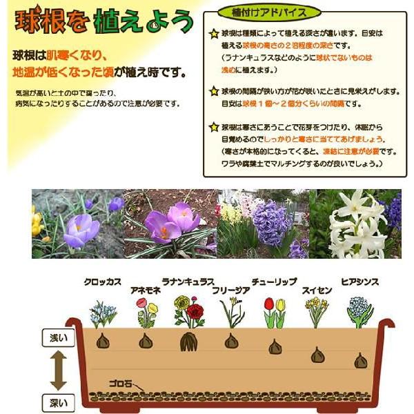 プランター 球根プランター長角45型 よろずや倉庫 通販 Yahoo ショッピング
