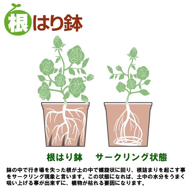 クライマックスセール再値下げ 80個 根はり鉢 7号 ホワイト ポット 鉢 おしゃれ 充分な栄養補充 スリット構造 ヤマト タ種 個人宅配送 大和 代引不可 Vintagehandbagssthlm Com