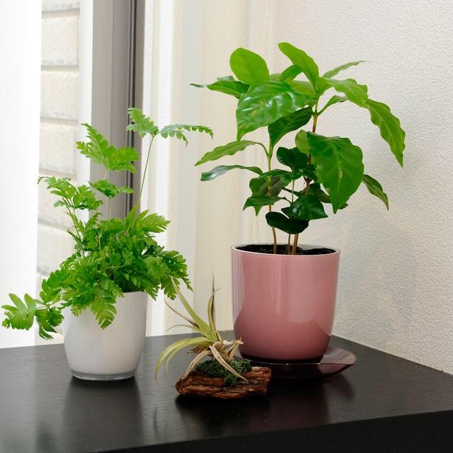 Pon ｐ 2号 ポット 鉢 よろずや倉庫 通販 Yahoo ショッピング